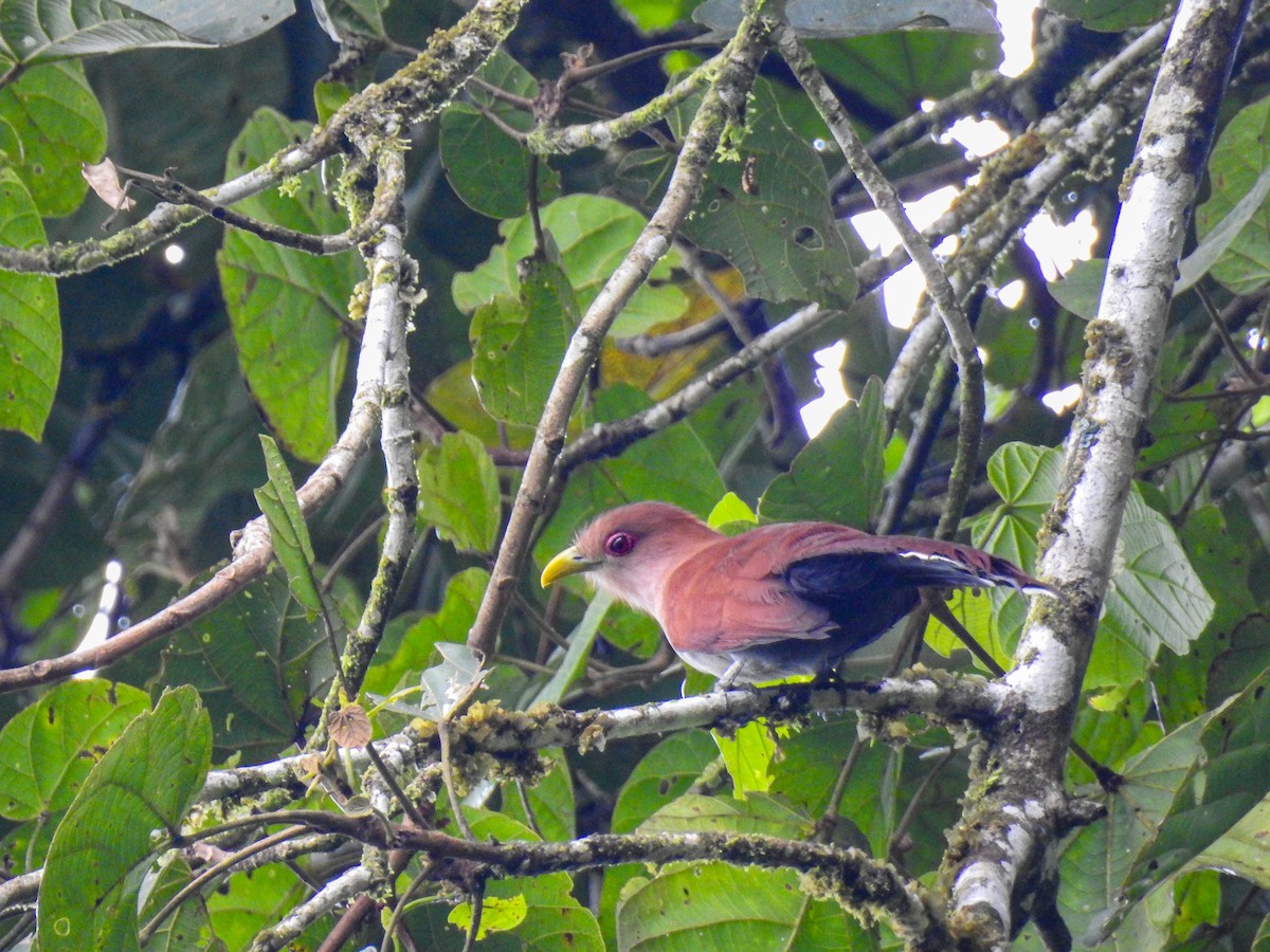 Squirrel Cuckoo - ML638007136