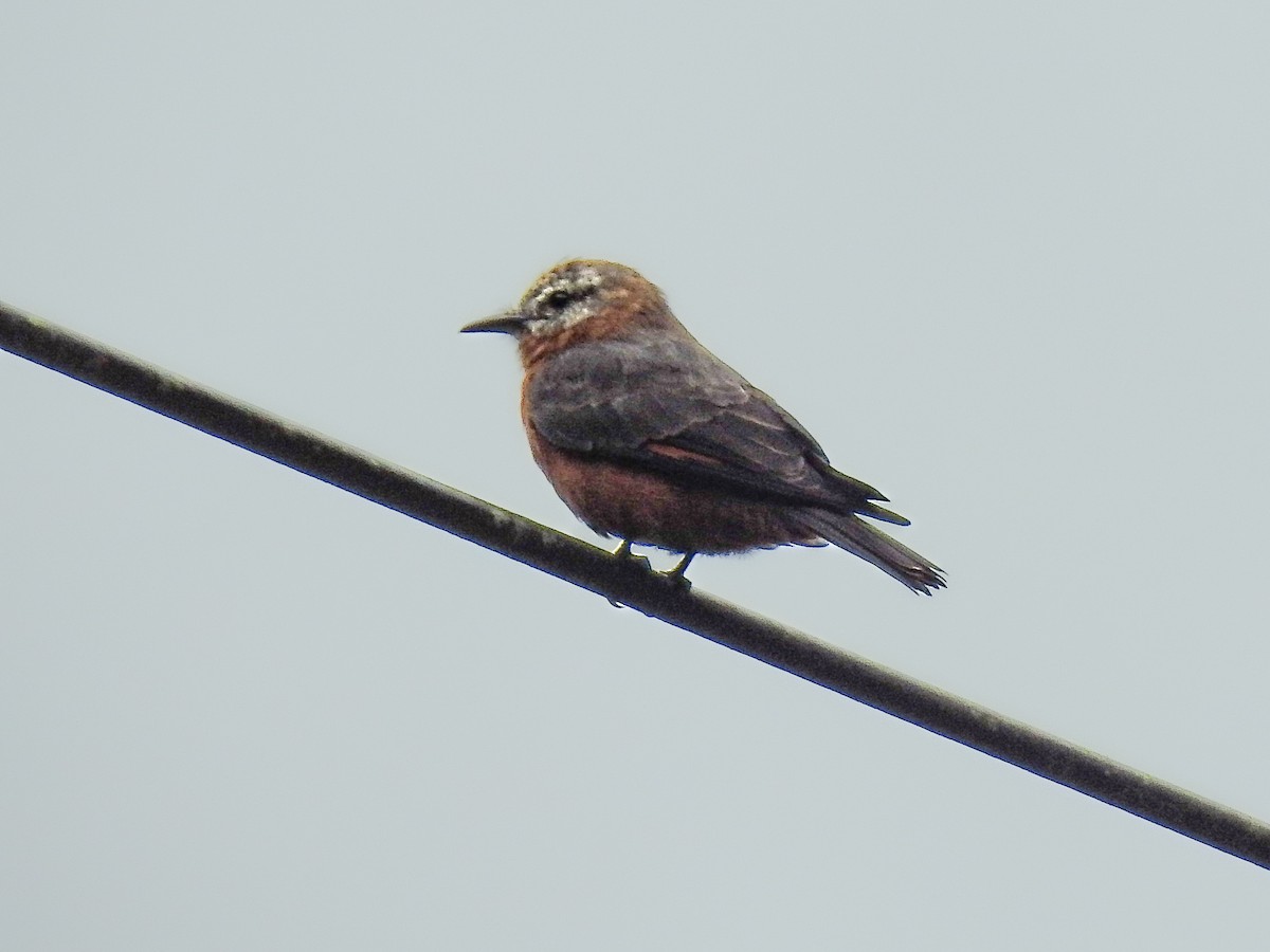 Cliff Flycatcher - ML638007153