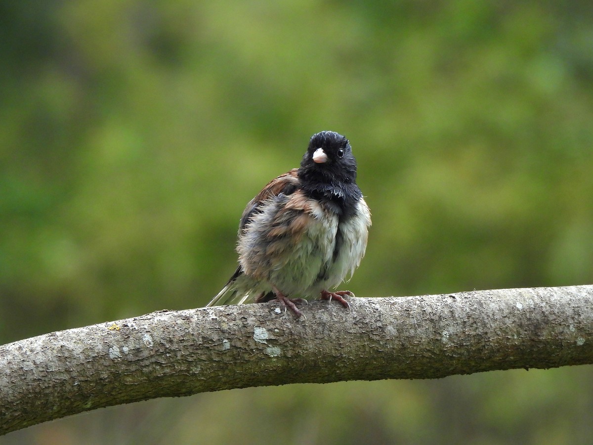Dark-eyed Junco - ML638007181