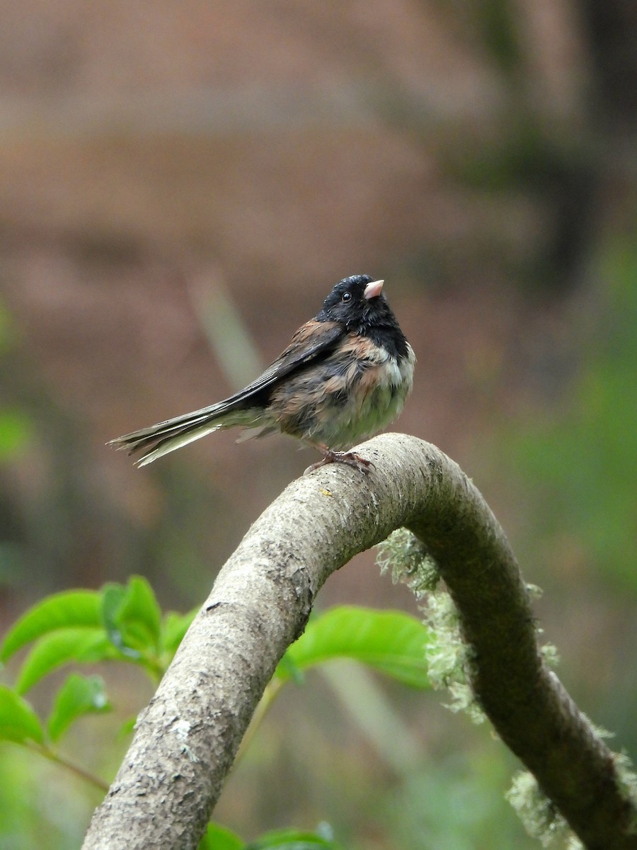 Dark-eyed Junco - ML638007182