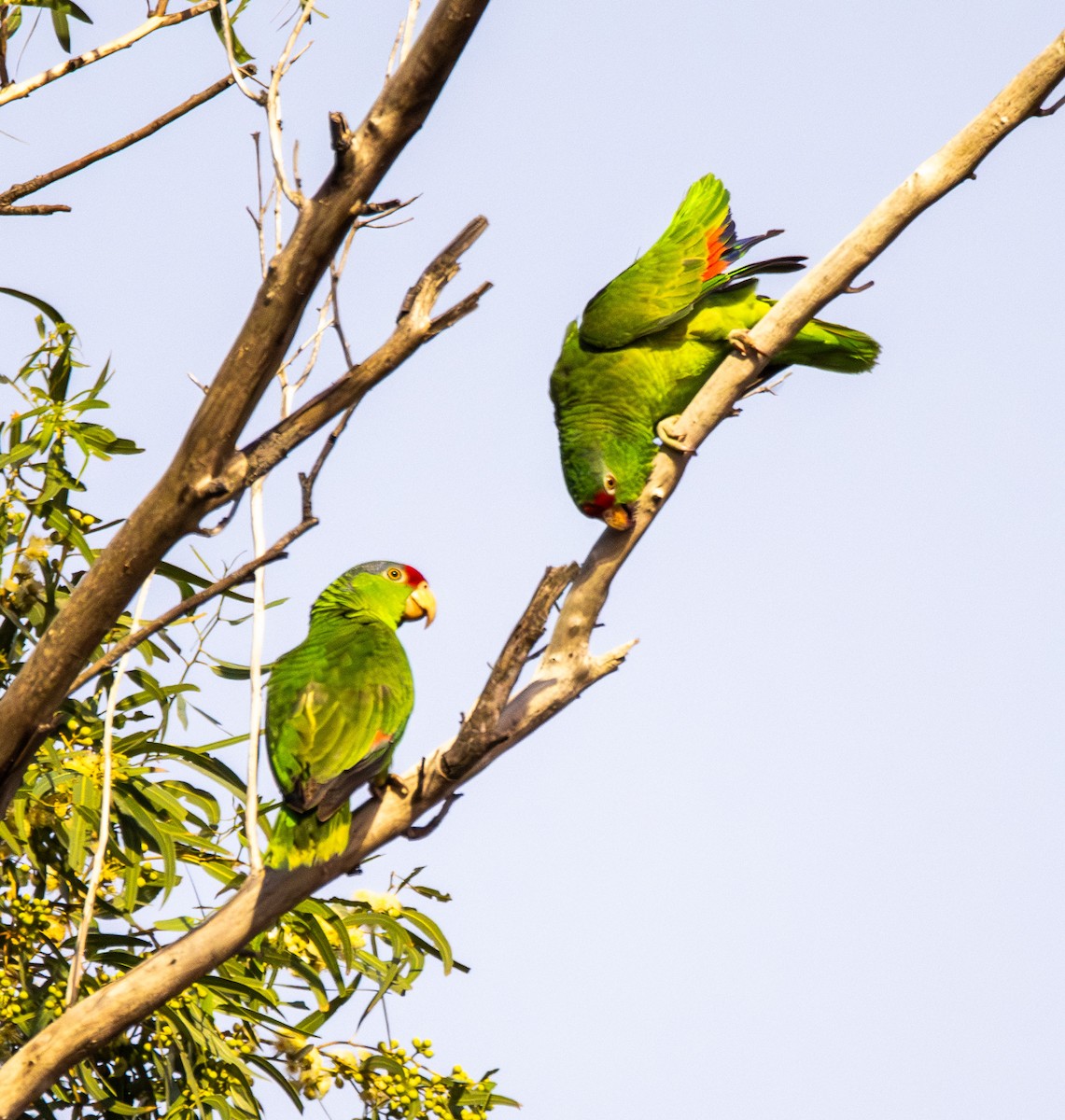 Red-crowned Amazon - ML638007183