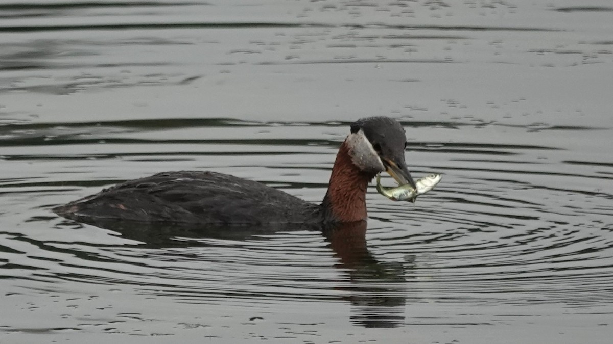 Red-necked Grebe - ML638007188