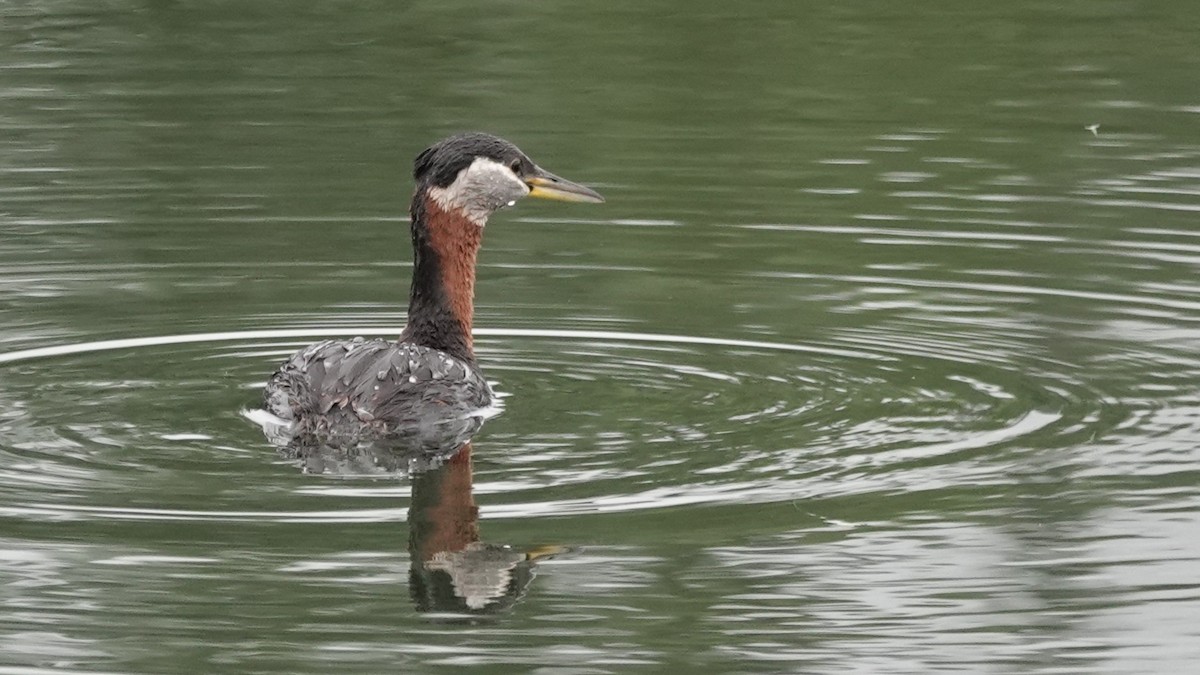 Red-necked Grebe - ML638007189