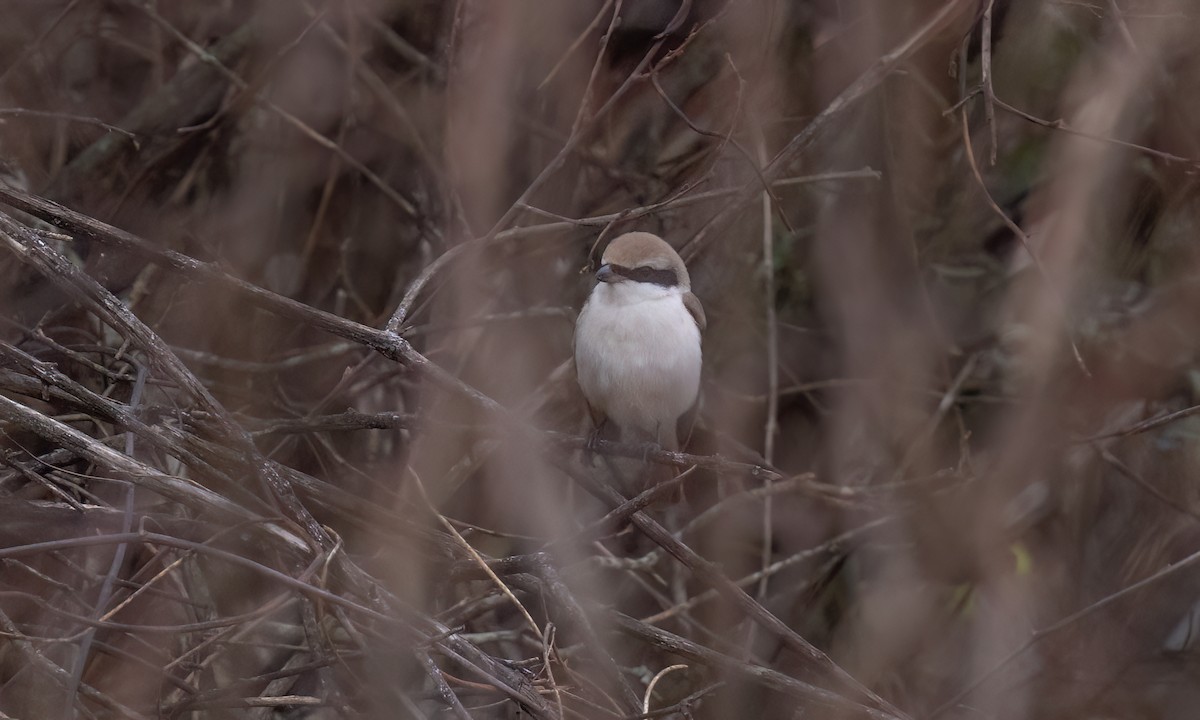 Red-tailed Shrike - ML638007192