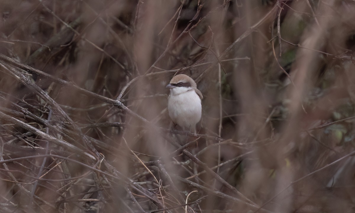 Red-tailed Shrike - ML638007193