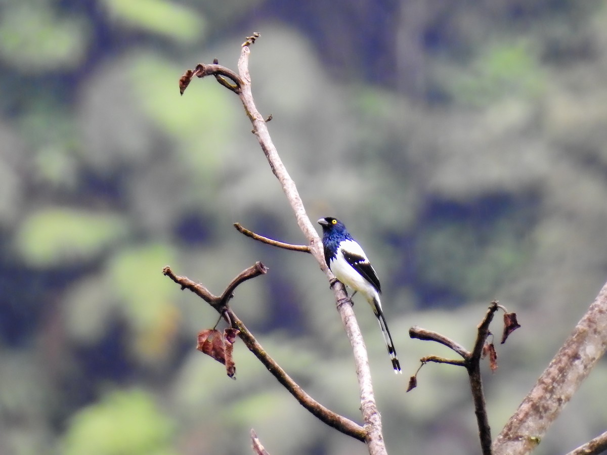 Magpie Tanager - ML638007217
