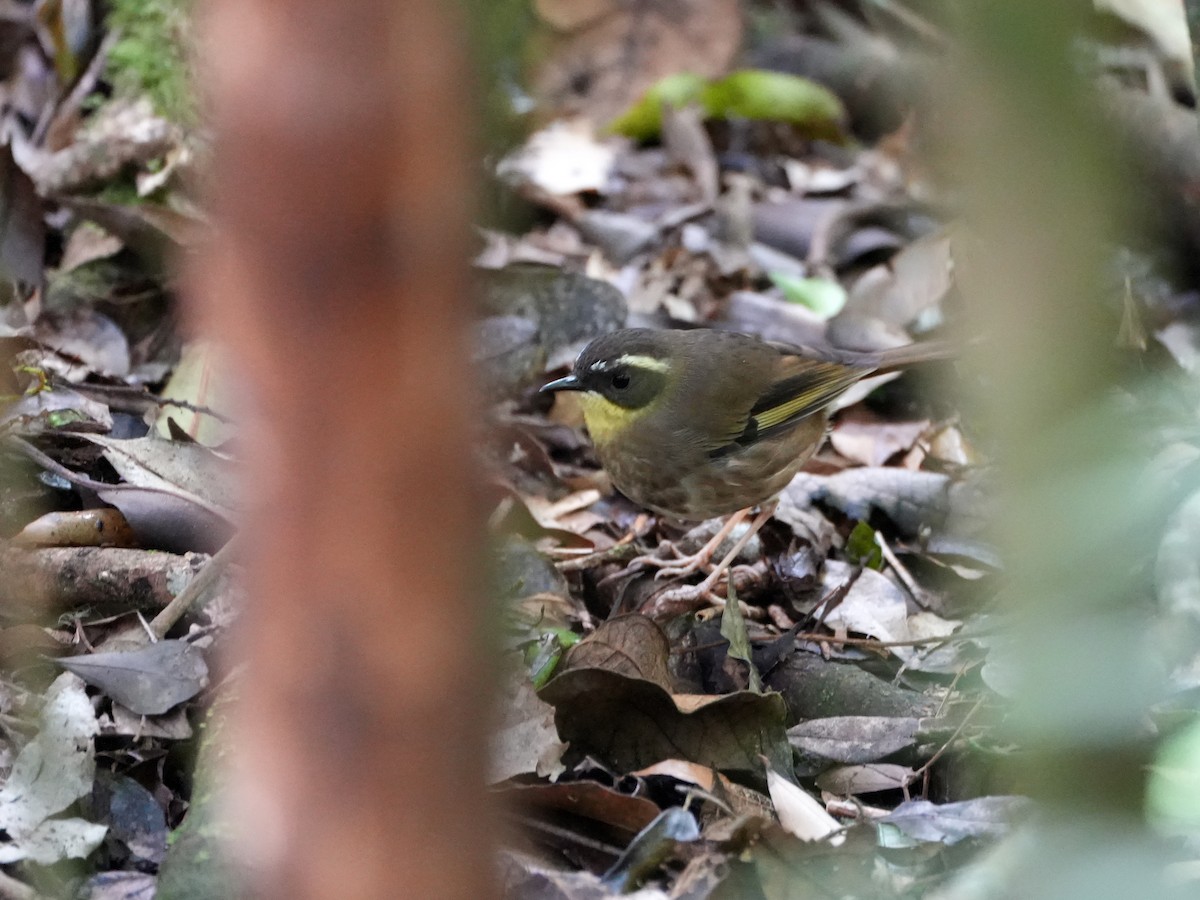 Yellow-throated Scrubwren - ML638007229