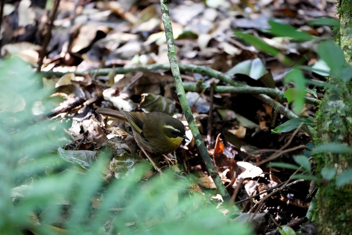 Yellow-throated Scrubwren - ML638007232