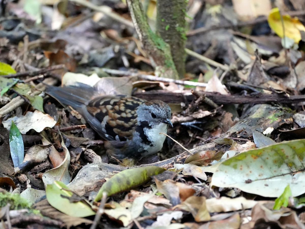Australian Logrunner - ML638007244