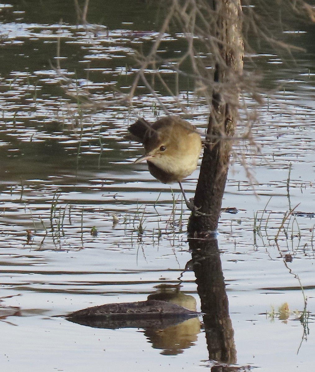 Australian Reed Warbler - ML638007246