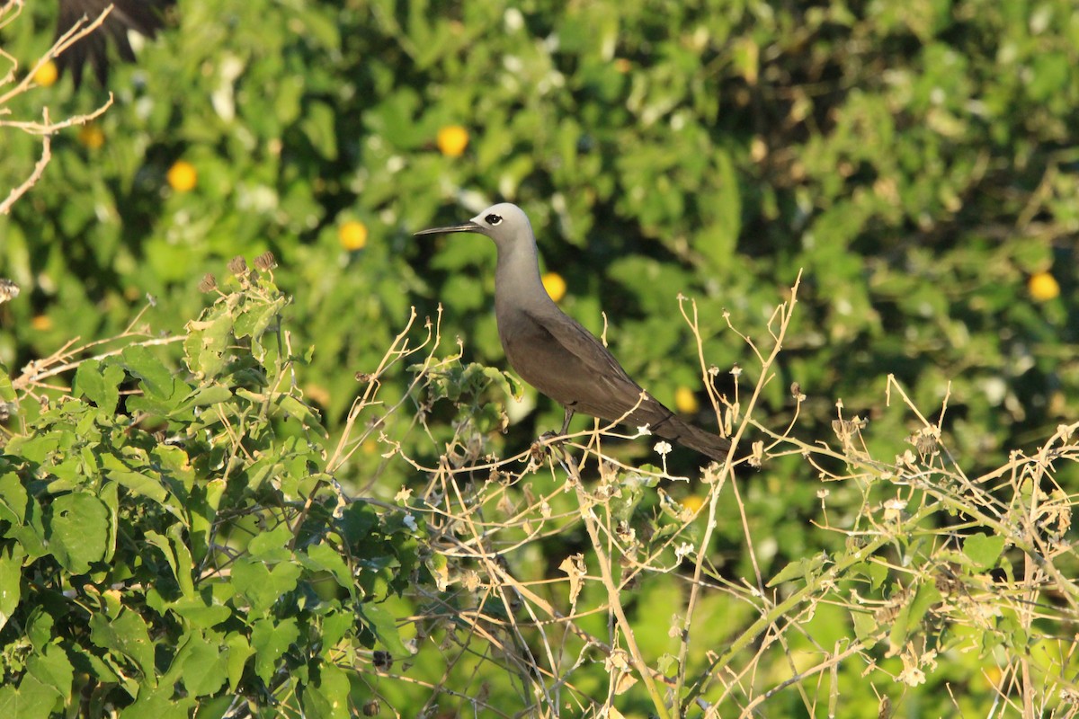 Lesser Noddy - ML638007278