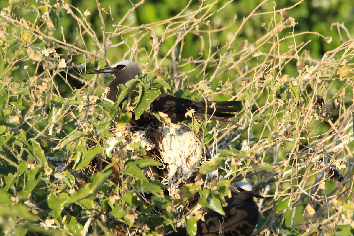 Black Noddy - ML638007282