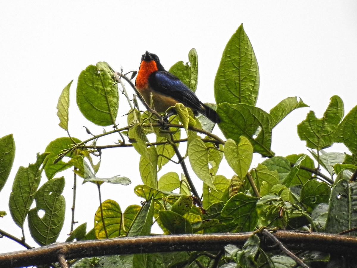 Orange-throated Tanager - ML638007385