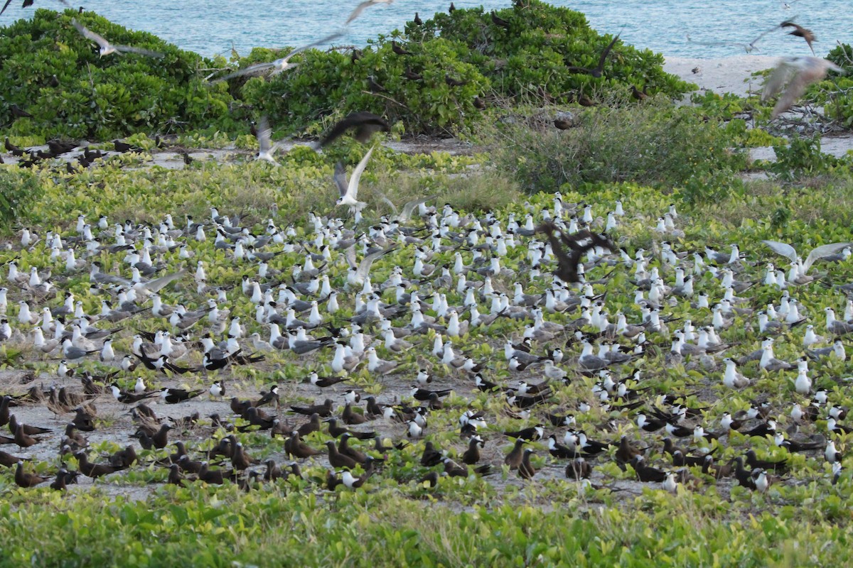 Great Crested Tern - ML638007407