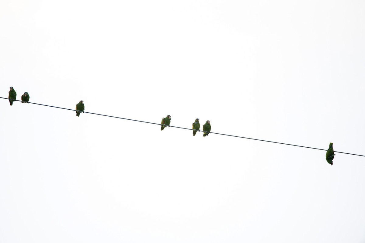 White-fronted Amazon - ML638007411