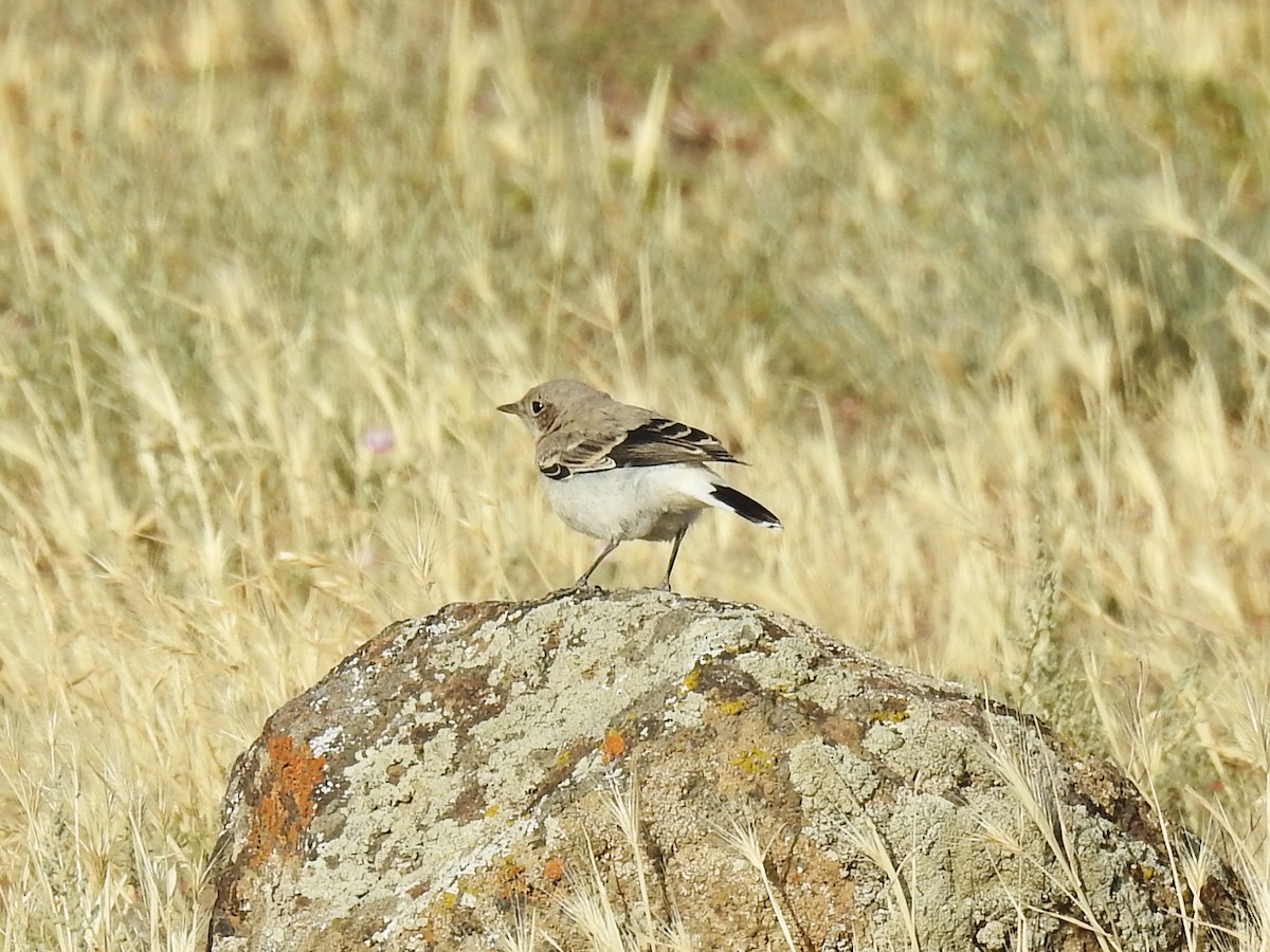 Finsch's Wheatear - ML638007418