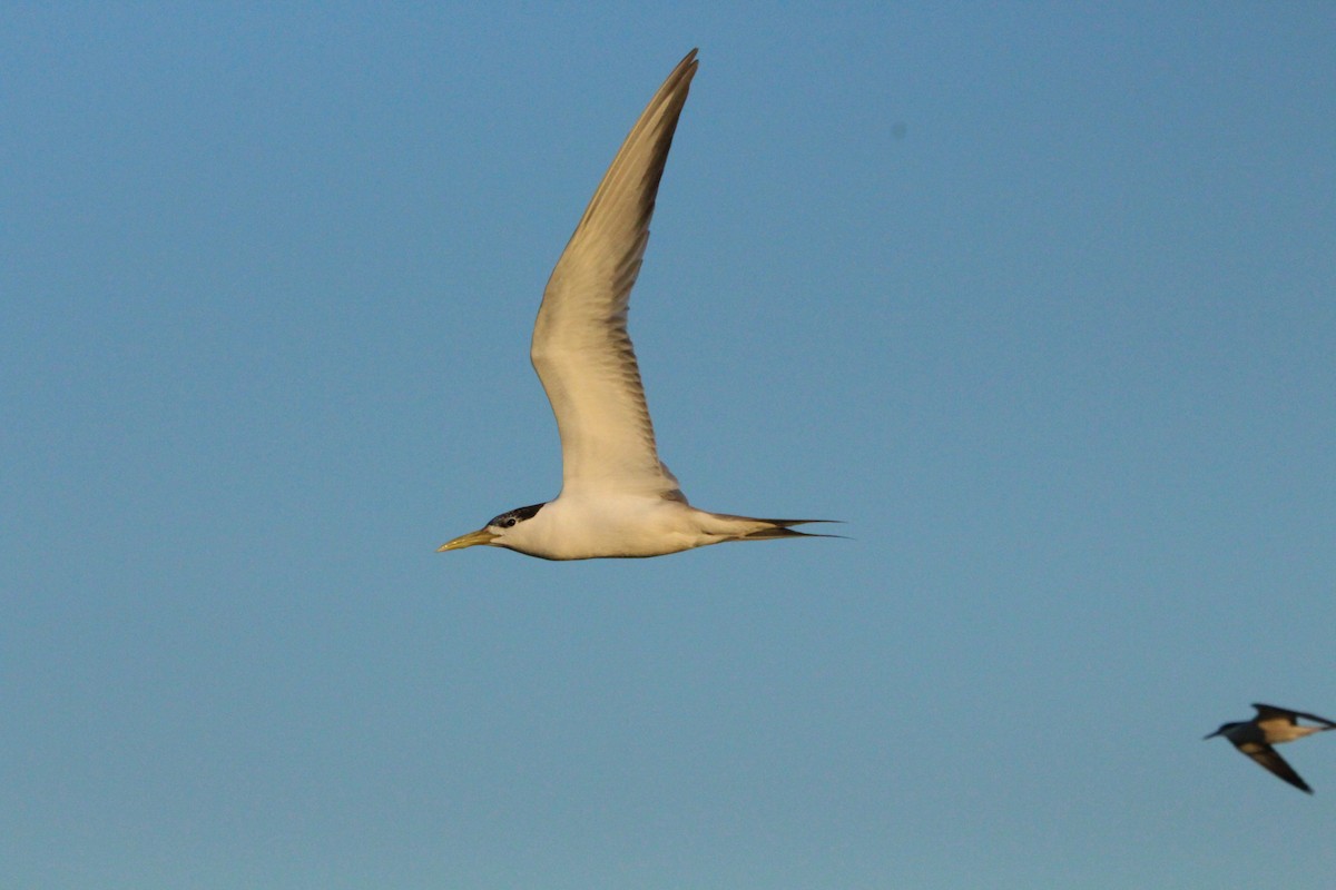 Great Crested Tern - ML638007430