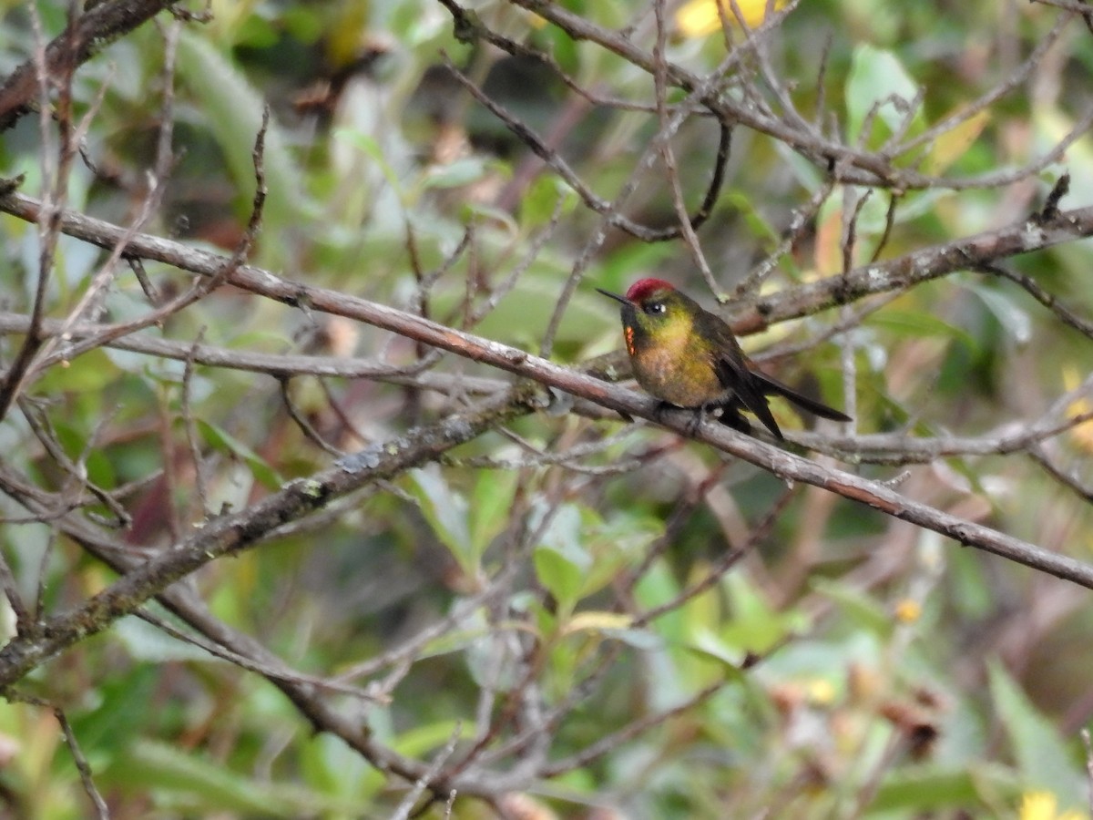 Rufous-capped Thornbill - ML638007432
