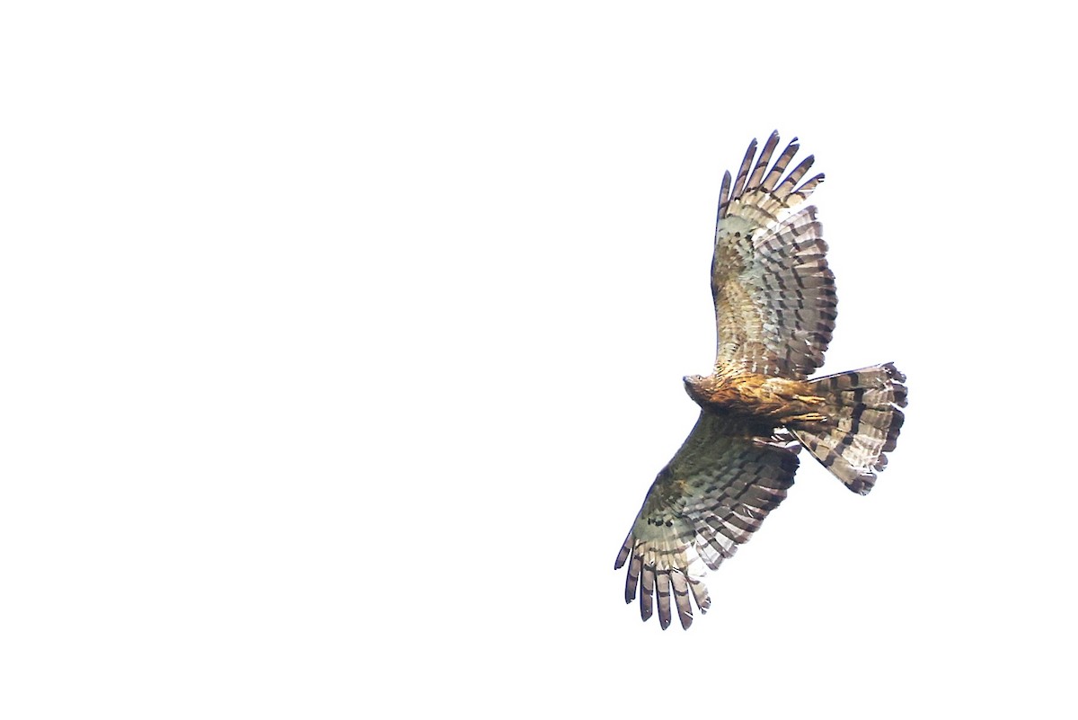 Oriental Honey-buzzard - ML638007433