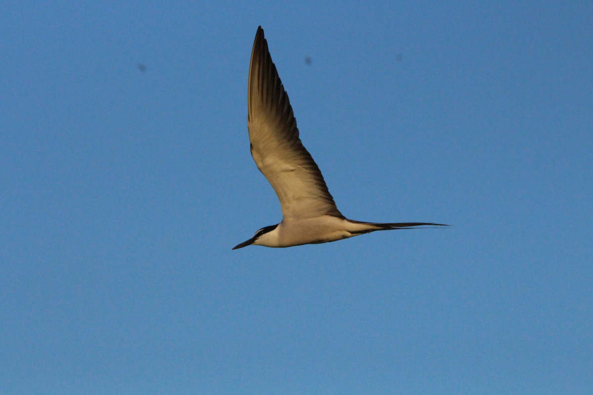 Bridled Tern - ML638007448