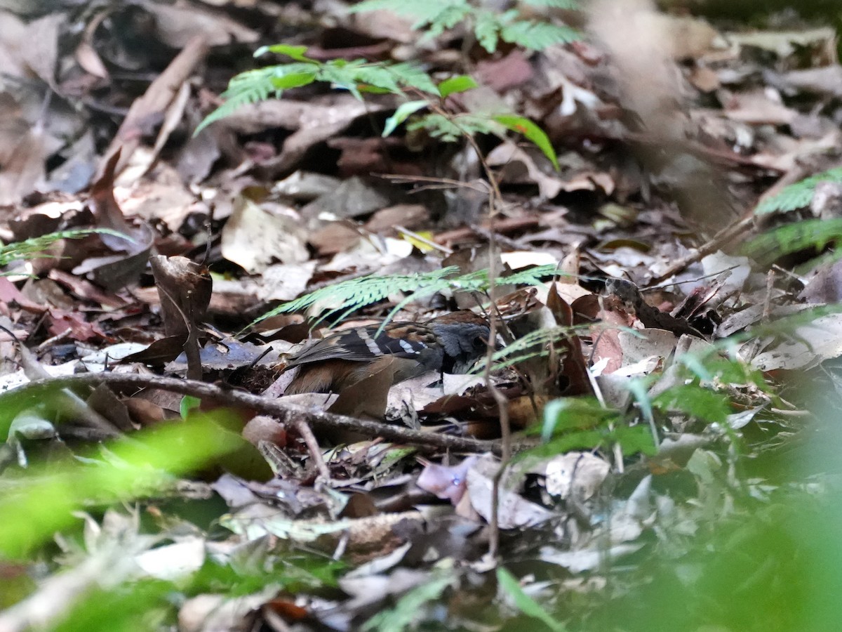 Australian Logrunner - ML638007467