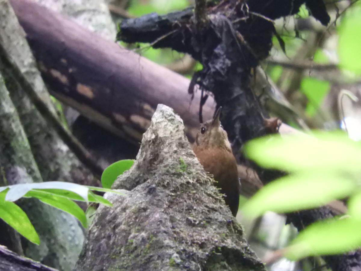 Sumichrast's Wren - ML638007480