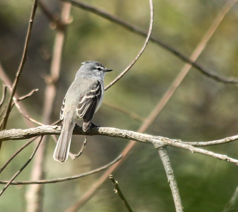 White-crested Tyrannulet - ML638007486
