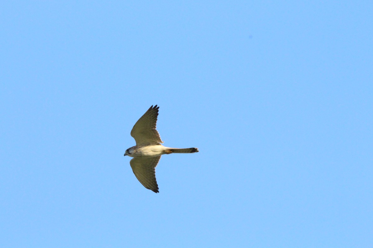 Nankeen Kestrel - ML638007487