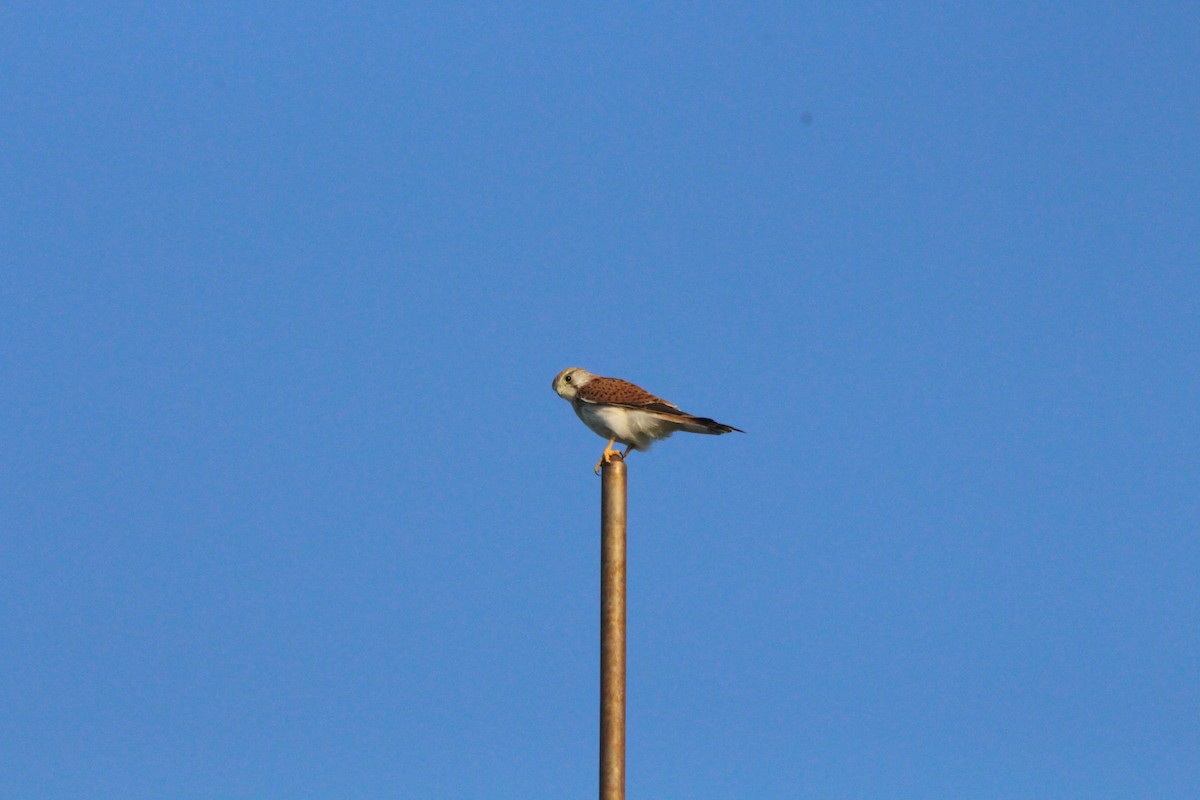 Nankeen Kestrel - ML638007488