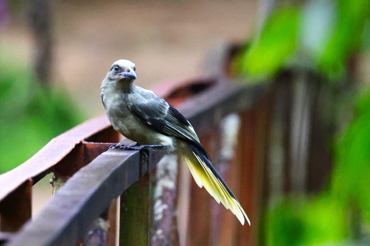 White-winged Magpie - ML638007497