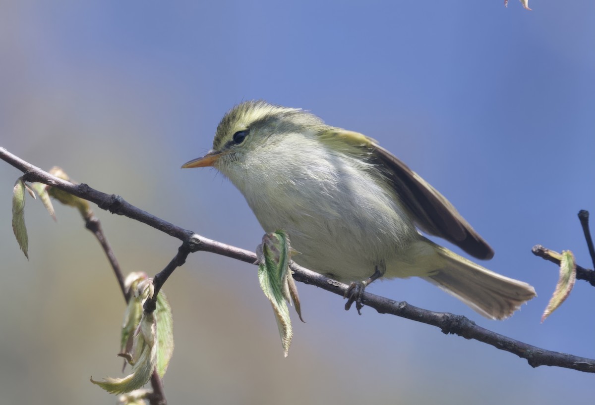 Blyth's Leaf Warbler - ML638007554