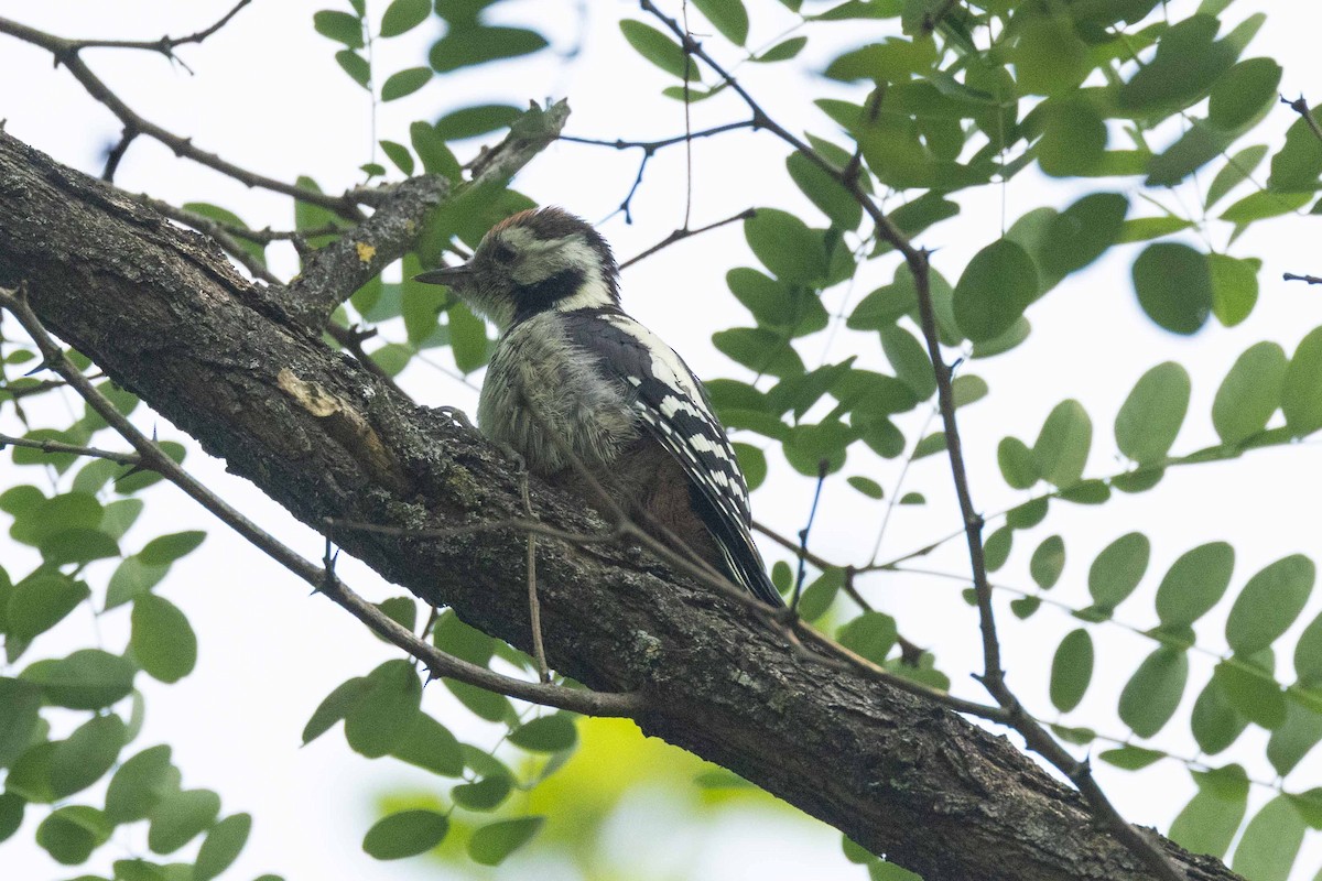 Middle Spotted Woodpecker - ML638007555
