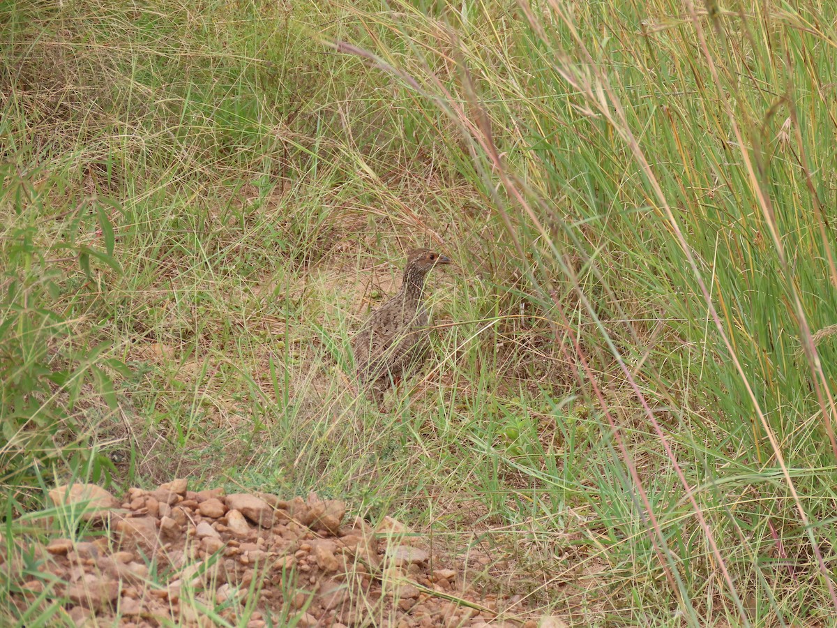 Red-necked Spurfowl - ML638007587