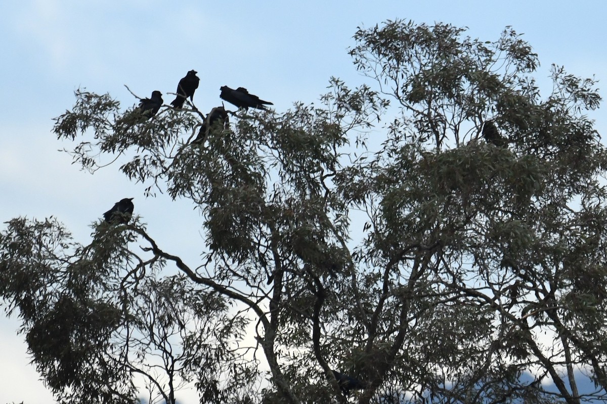 Australian Raven - ML638007595
