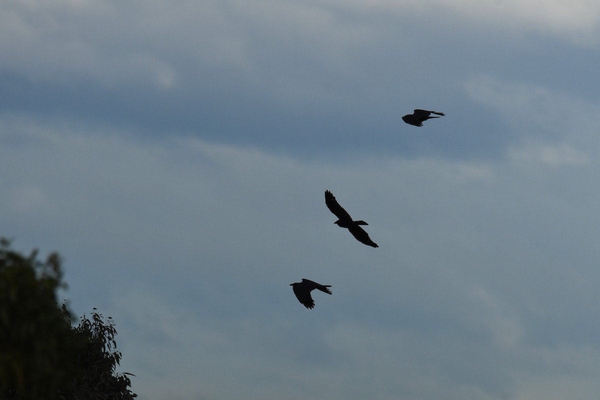 Australian Raven - ML638007596
