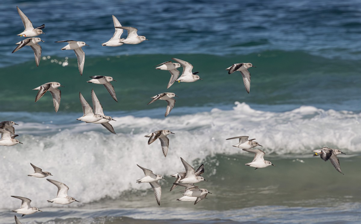 Sanderling - ML638007607