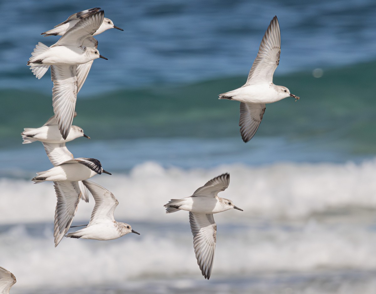 Sanderling - ML638007608