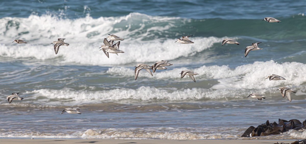 Sanderling - ML638007609