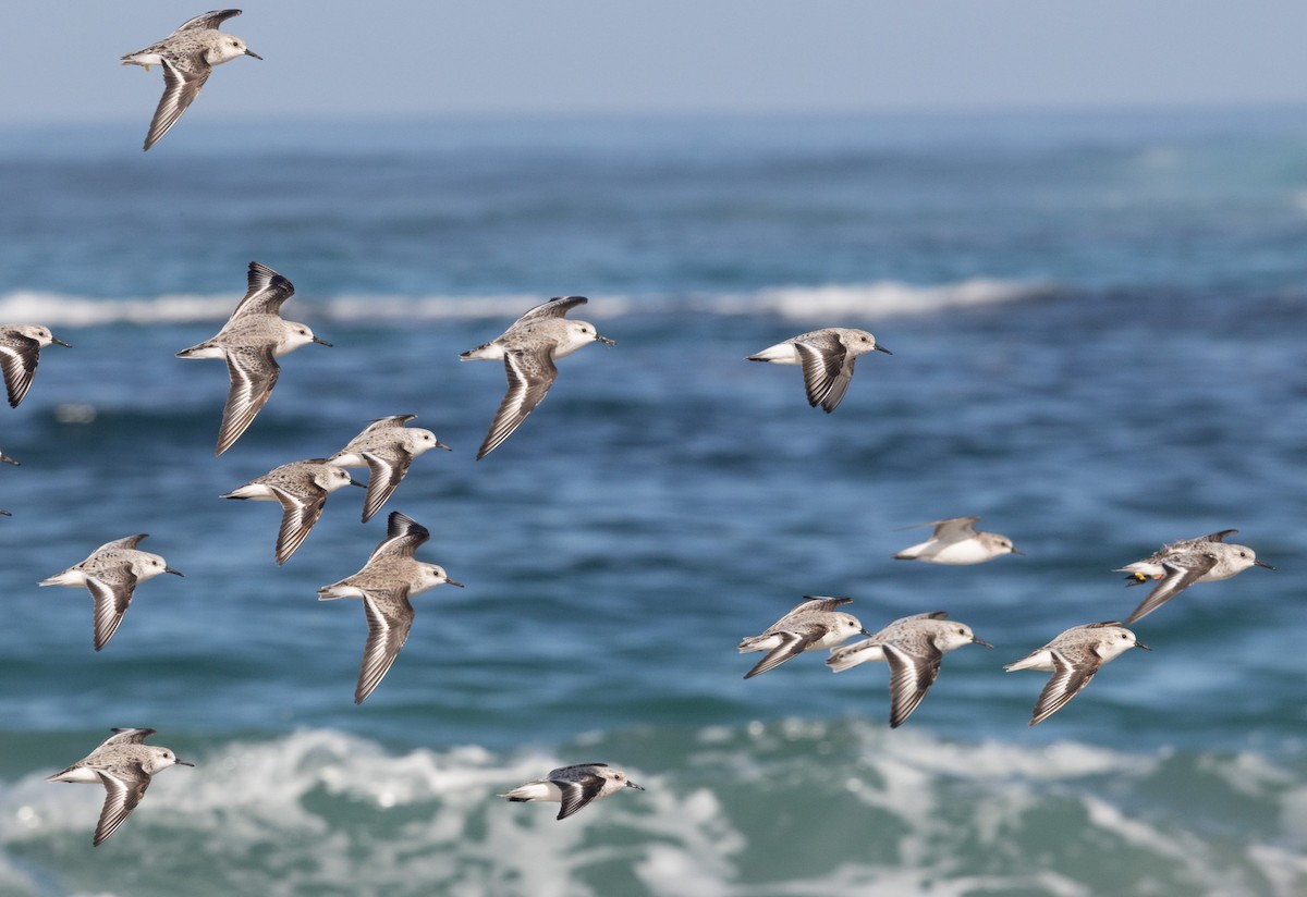 Sanderling - ML638007610