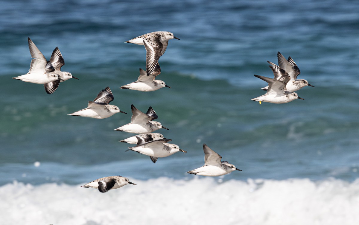 Sanderling - ML638007611