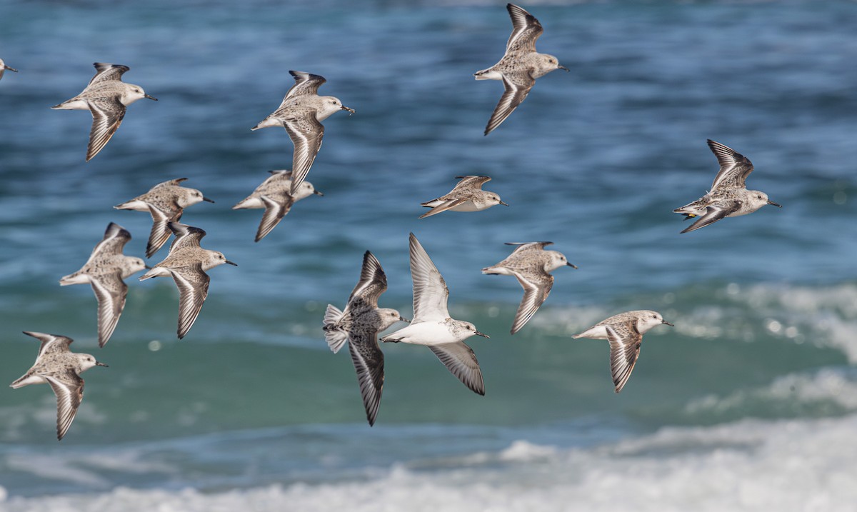Sanderling - ML638007612