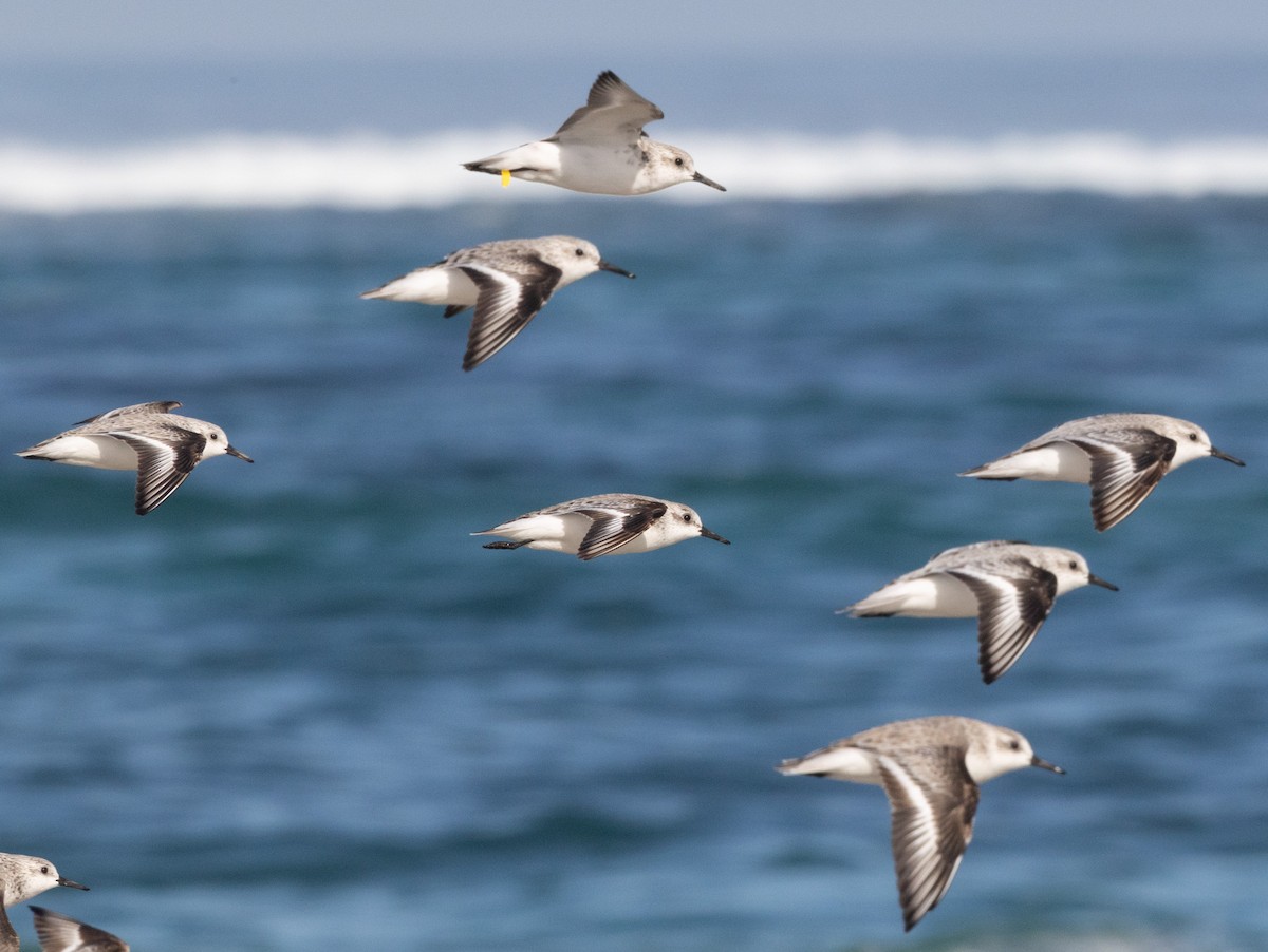 Sanderling - ML638007613