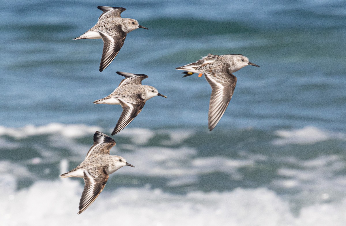 Sanderling - ML638007614