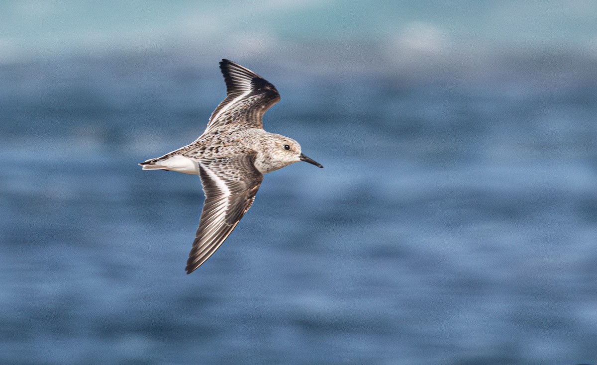 Sanderling - ML638007615