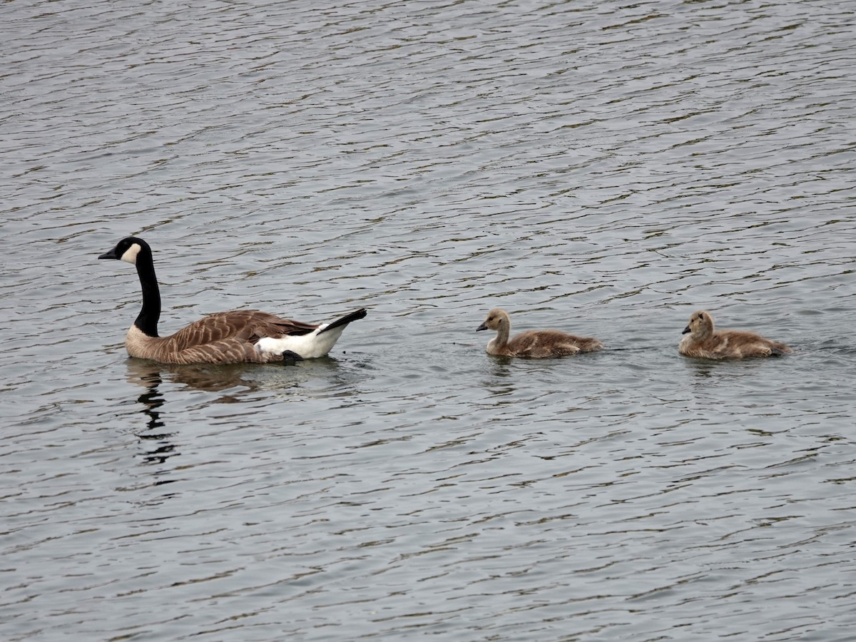 Canada Goose - ML638007620