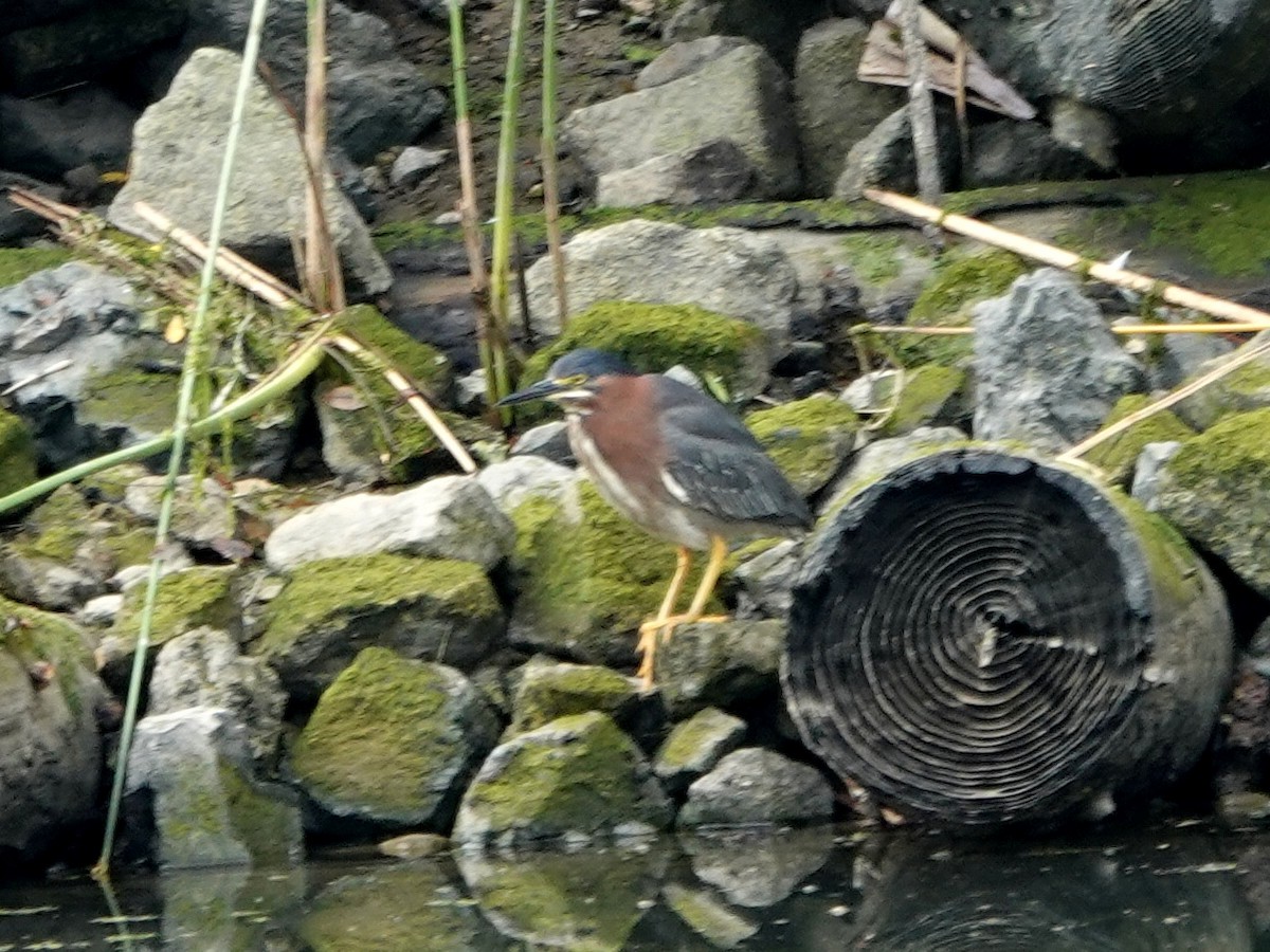 Green Heron - ML638007632