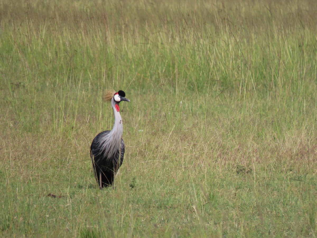 Gray Crowned-Crane - ML638007633