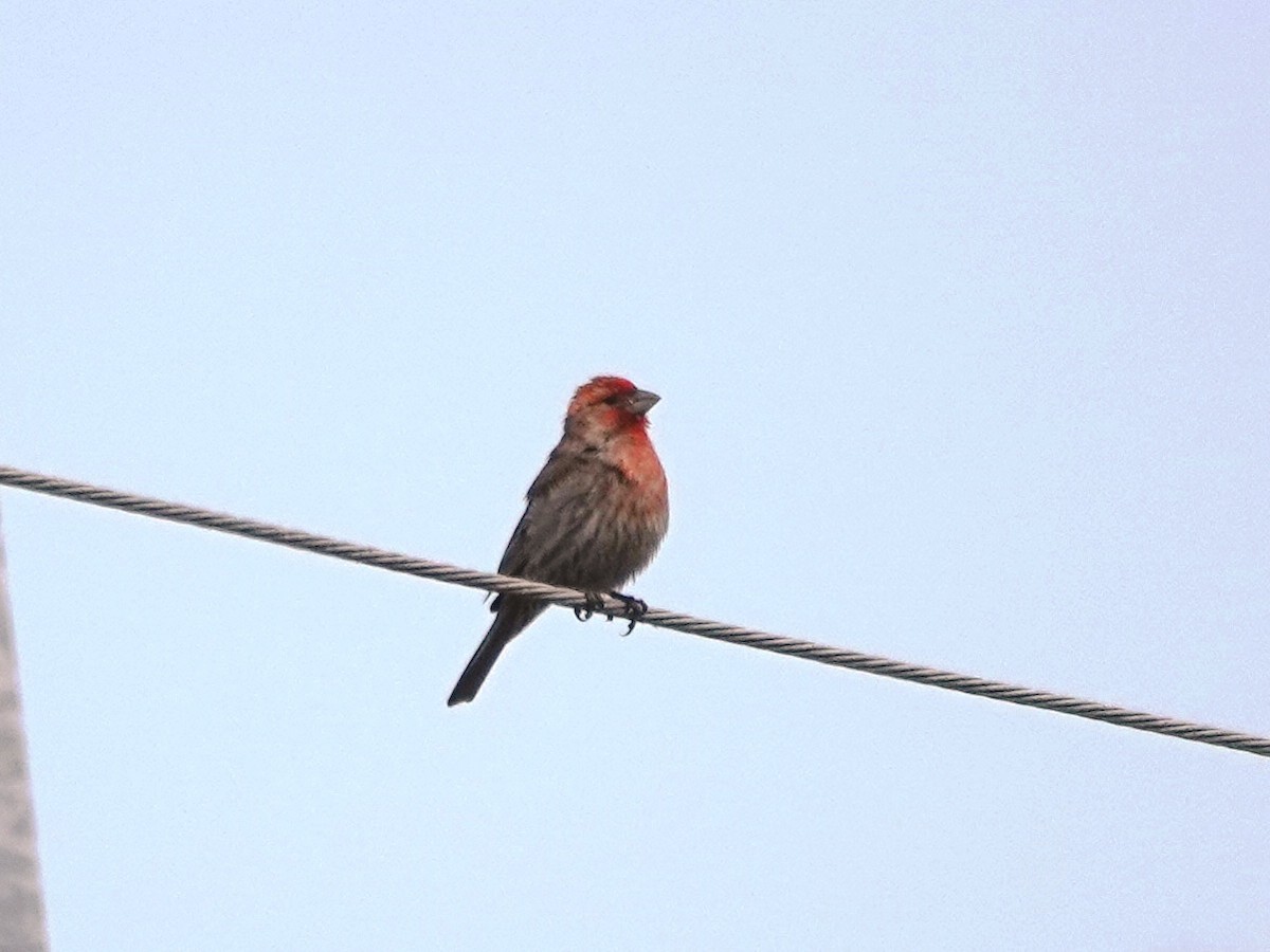 House Finch - ML638007636