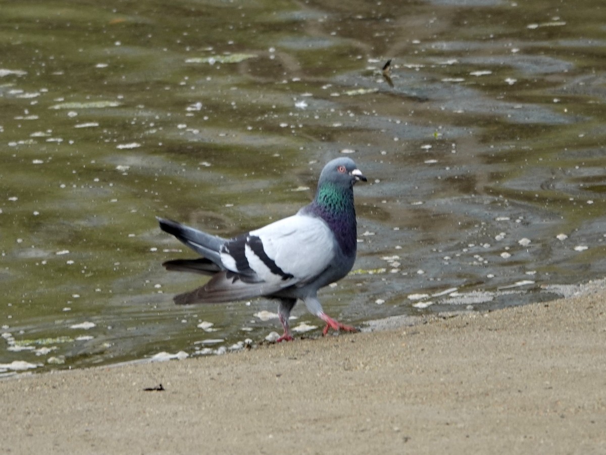 Rock Pigeon (Feral Pigeon) - ML638007639
