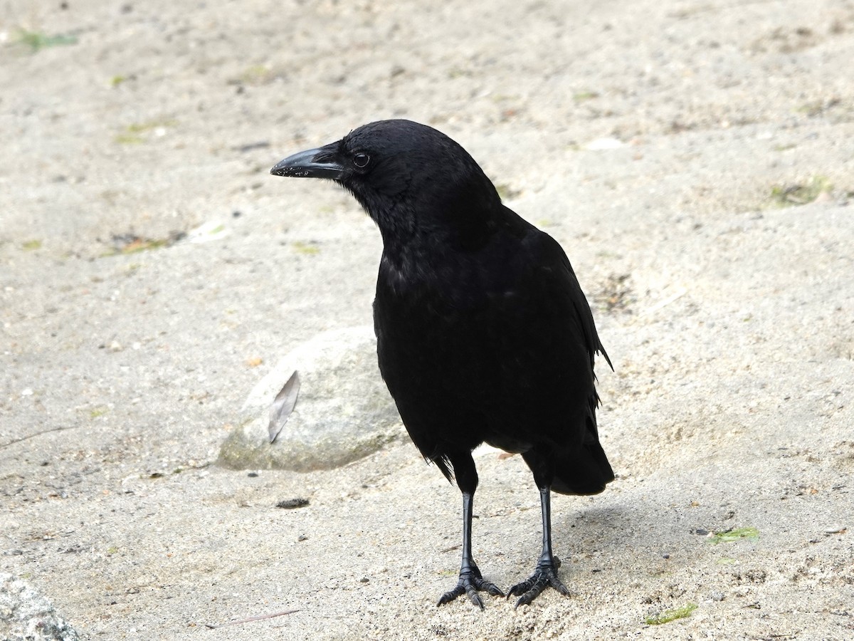American Crow - ML638007646
